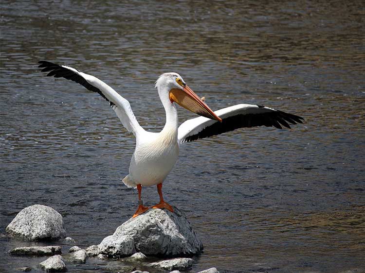 pelican_one