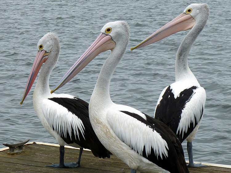 pelicans_three