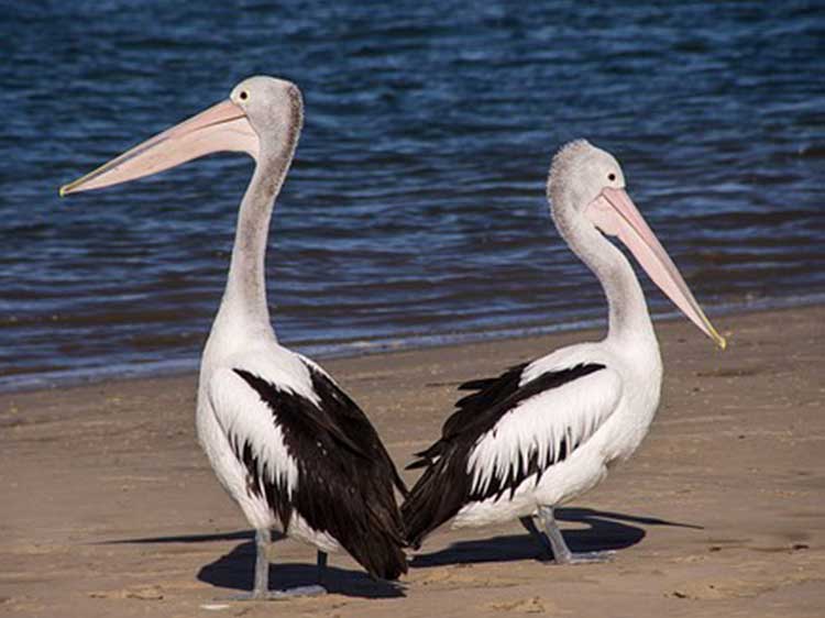 pelicans_two